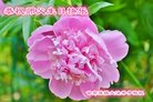 ֹ,󷨵ӹ編ִʦ𻪵(20)