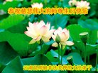 Published on 5/11/2018 ���ֹ�,���Ƿ���Ѻ�Ĵ󷨵��ӹ������編�ִ�����ʦ�𻪵�(22��)