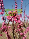 Published on 5/12/2018 ���ֹ�,ʦ�𻪵������졡��½���취�����Ӵ󷨵�����ʦ��