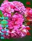 ֹ,󷨵ӹ編ִʦ𻪵(25)
