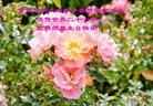 ֹ,󷨵ӹ編ִʦ𻪵(23)
