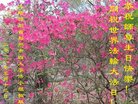 ֹ,ɶ󷨵ӹ編ִʦ𻪵(20)