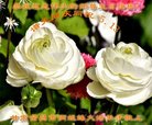 ֹ,󷨵ӹ編ִʦ𻪵(22)