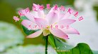 ֹ,żҿڴ󷨵ӹ編ִʦ𻪵(19)
