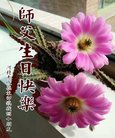 ֹ,żҿڴ󷨵ӹ編ִʦ𻪵(19)