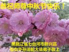 ֹ,󷨵ӹףʦ(19)