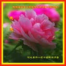 ���ֹ�,�ӱ��󷨵��ӹ�ףʦ�������(24��)