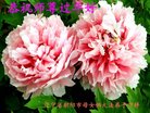 ���ֹ�,�����д󷨵��ӹ�ףʦ�������(22��)