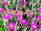 ֹ,ʢDCͼɽɽӢȵش󷨵Ӹʦ
