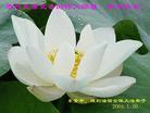 1/21/2004发表.�й���½��330�ش󷨵��ӹ�ףʦ�𴺽ںã���ͼ��
