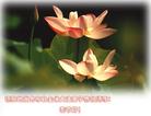 1/22/2004发表.�й���½��550�ش󷨵��ӹ�ףʦ�𴺽ںã���һ����ͼ��
