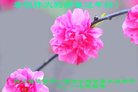 Published on 1/26/2017 ֹ,½󷨵ӹףʦ(26)