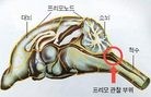 Published on 11/17/2011 法轮功,韩国科学家发现经络通路（图） - 法轮大法明慧网
