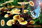 Published on 5/8/2012 ֹ,½˾ϵͳ󷨵Ӽ˸жʦ - ִ
