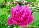 Published on 5/13/2012 ֹ,½󷨵ӹش󷨺鴫ʮ(99) - ִ

