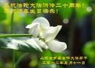Published on 5/14/2012 ֹ,½󷨵Ӻʦ𻪵߷ִ(156) - ִ
