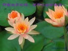 Published on 5/14/2012 ֹ,½󷨵Ӻʦ𻪵߷ִ(189) - ִ
