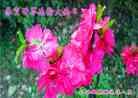 Published on 5/13/2013 ֹ,˹ף־ʦտ(31)
