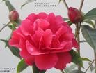 Published on 5/13/2013 ֹ,½󷨵ӹʦ𻪵߷ִ(30)
