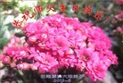 Published on 5/14/2013 ֹ,ϴ󷨵ӹʦ𻪵߷ִ(23)
