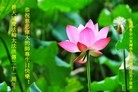 Published on 5/14/2013 ֹ,󷨵ӹʦ𻪵߷ִ
