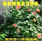 ���ֹ�,�����д󷨵��ӹ��ش󷨺鴫��ʮ��������ʦ�𻪵�(24��)
