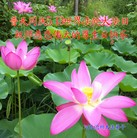 ���ֹ�,�ӱ��󷨵��ӹ������編�ִ�����ʦ�𻪵�(26��)
