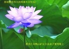 ֹ,󷨵ӹʦ𻪵ߴ󷨺鴫ʮ(22)
