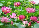 ֹ,󷨵ӹʦ𻪵ߴ󷨺鴫ʮ(20)
