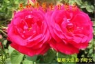 ֹ,ϴ󷨵ӹ編ִʦ𻪵(24)
