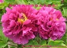 ֹ,󷨵ӹ編ִʦ𻪵(20)
