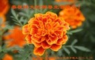 ֹ,󷨵ӹ編ִʦ𻪵(23)
