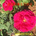 ֹ,ϴ󷨵ӹ編ִʦ𻪵(18)
