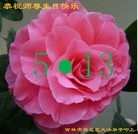 ���ֹ�,�����д󷨵��ӹ������編�ִ�����ʦ�𻪵�(24��)
