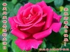 ֹ,󷨵ӹ編ִʦ𻪵(20)