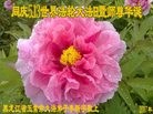 ֹ,󷨵ӹ編ִʦ𻪵(20)