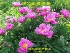 ֹ,ľ˹󷨵ӹ編ִʦ𻪵(25)
