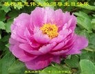 ֹ,󷨵ӹ編ִʦ𻪵(28)