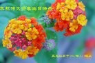 ֹ,󷨵ӹ編ִʦ𻪵(28)