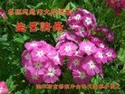 ֹ,ľ˹󷨵ӹ編ִʦ𻪵(26)