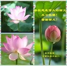 ���ֹ�,ʯ��ׯ�󷨵��ӹ������編�ִ�����ʦ�𻪵�(23��)