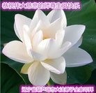 ���ֹ�,��«���󷨵��ӹ������編�ִ�����ʦ�𻪵�(25��)