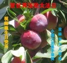 ���ֹ�,�����д󷨵��ӹ������編�ִ�����ʦ�𻪵�(19��)