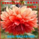 ���ֹ�,�����д󷨵��ӹ������編�ִ�����ʦ�𻪵�(19��)