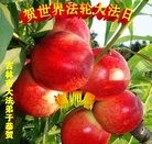 ���ֹ�,�����д󷨵��ӹ������編�ִ�����ʦ�𻪵�(19��)