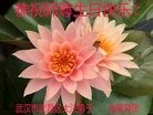 ֹ,󷨵ӹ編ִʦ𻪵(21)
