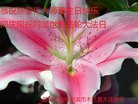 ֹ,󷨵ӹ編ִʦ𻪵(20)