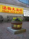 西人法轮功学员斯蒂夫，在波士顿的中国城义务种植的鲜花 2004-07-06