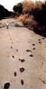 Published on 4/26/2002 Crisscross of dinosaur and human footprints from Cretaceous Period discovered in riverbed.